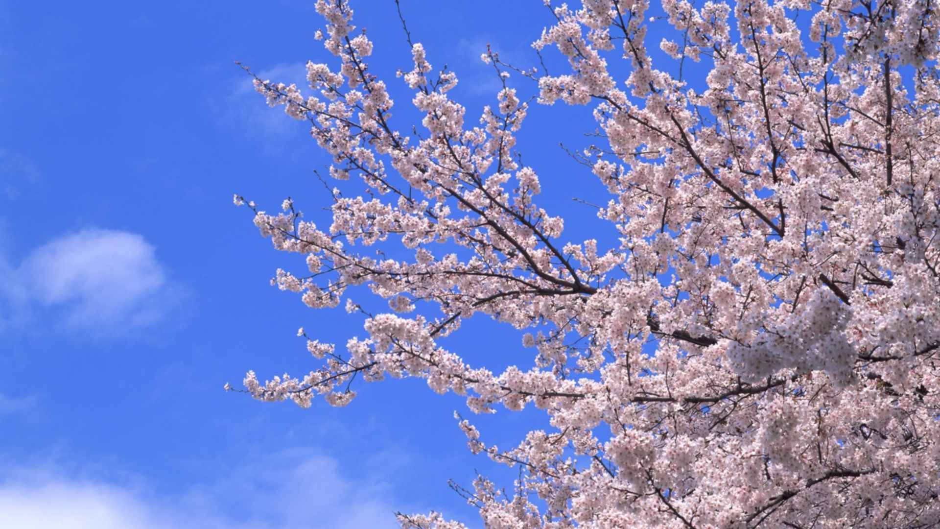 Белая Сакура дерево