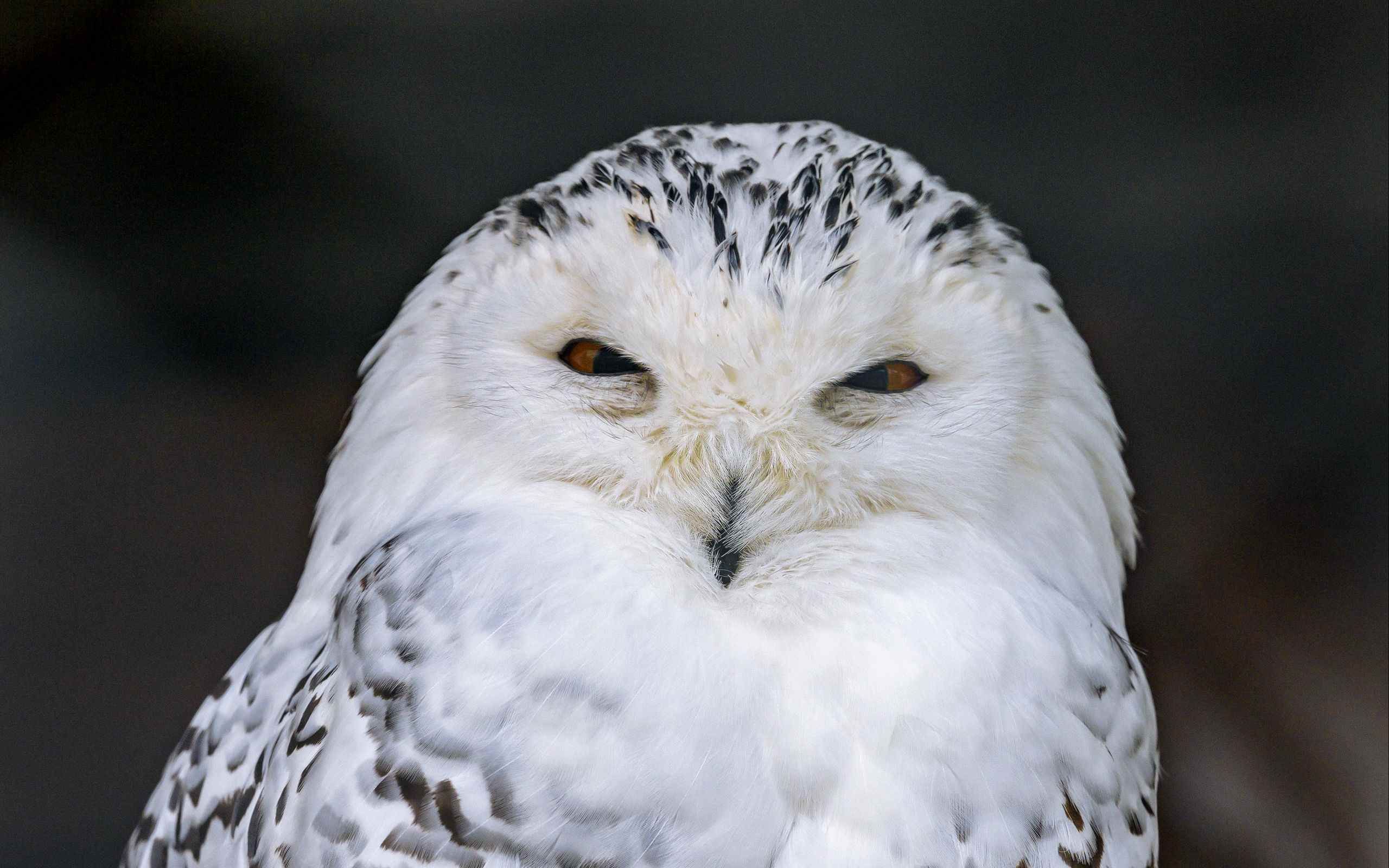 белая сова тюрьма. белая сова отзывы покупателей. белая сова с оранжевыми глазами. сова букля из гарри поттера. водка белая сова органик.