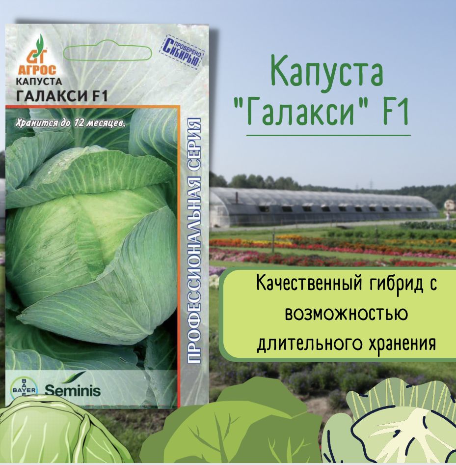 Капуста Краутман Купить Семена
