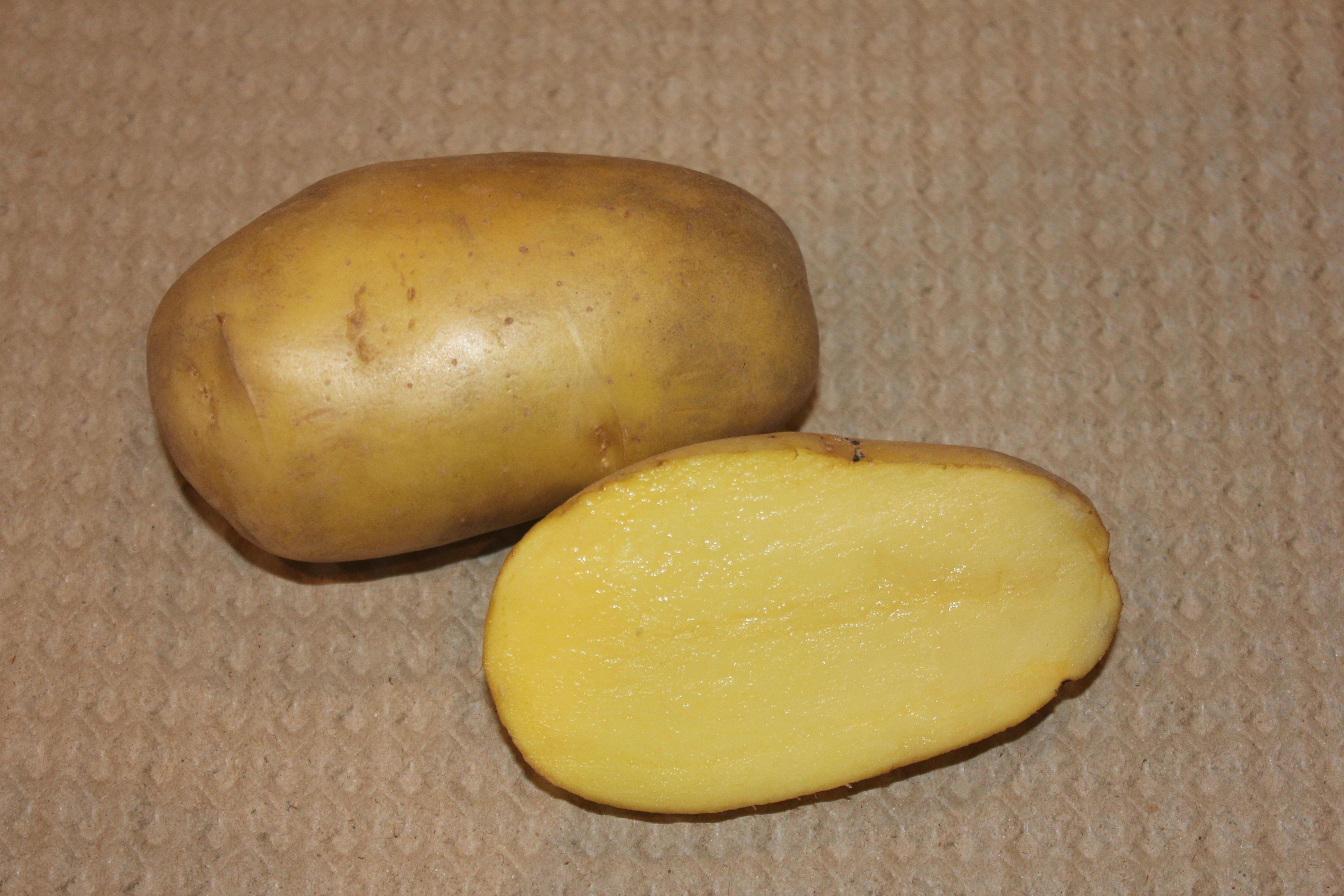 картошка желтая фото