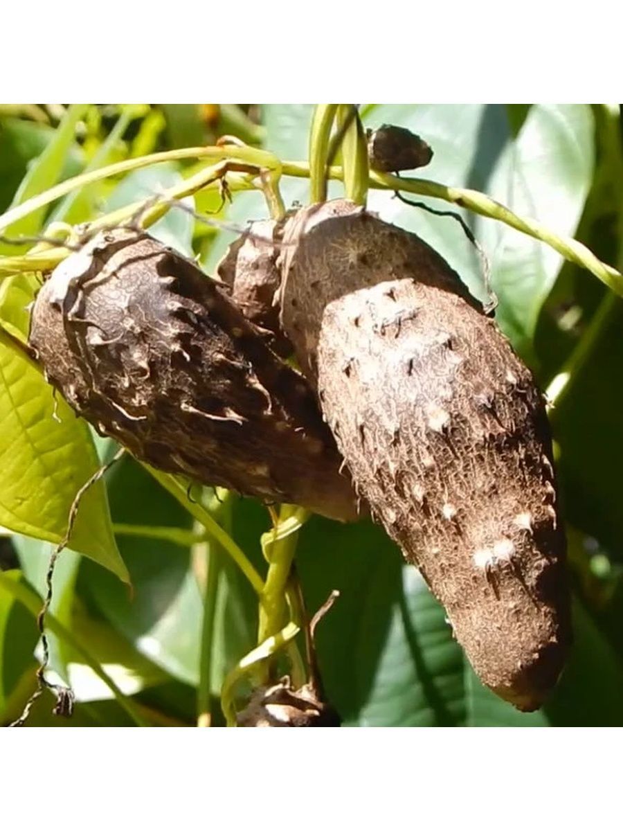 Терра семена. Диоскорея ямс. Dioscorea bulbifera. Диоскорея Бататовая. Ямс клубненосный.