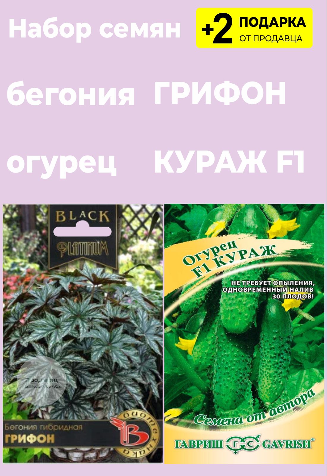 Бегония Грифон Семена Купить