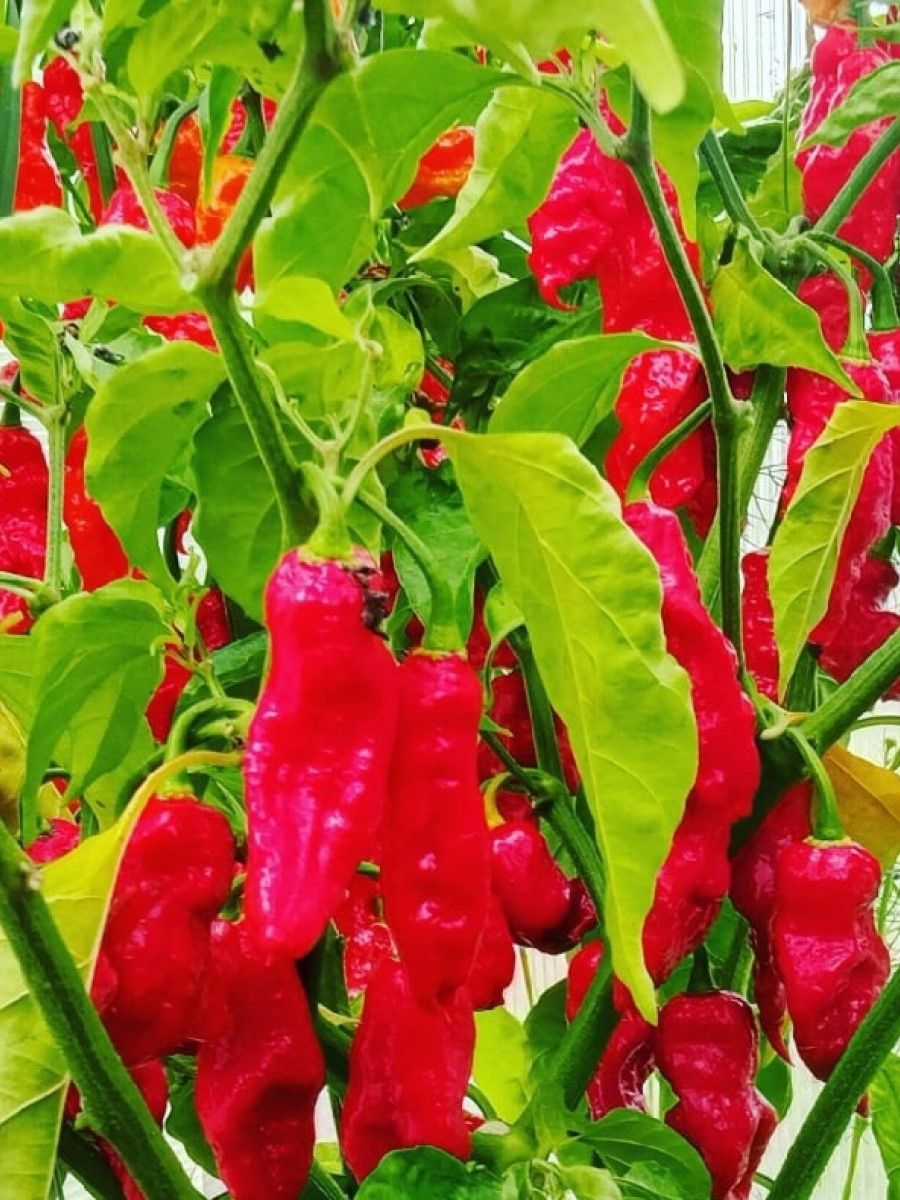 Перец carolina reaper. Самый острый перец в мире. Перец x pepper x. Перец икс. Пеппер икс перец.