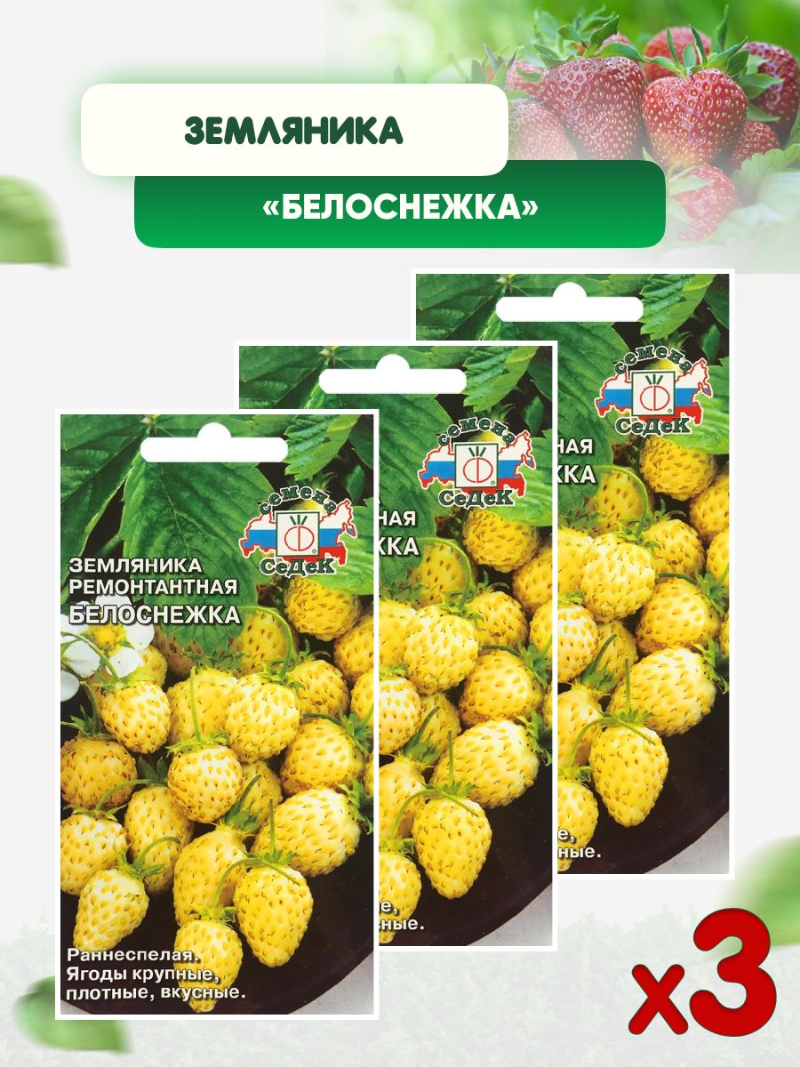 земляника мелкоплодная ремонтантная. земляника ремонтантная белоснежка. земляника белоснежка. земляника ремонтантная ананасная седек. мелкоплодная земляника белая.