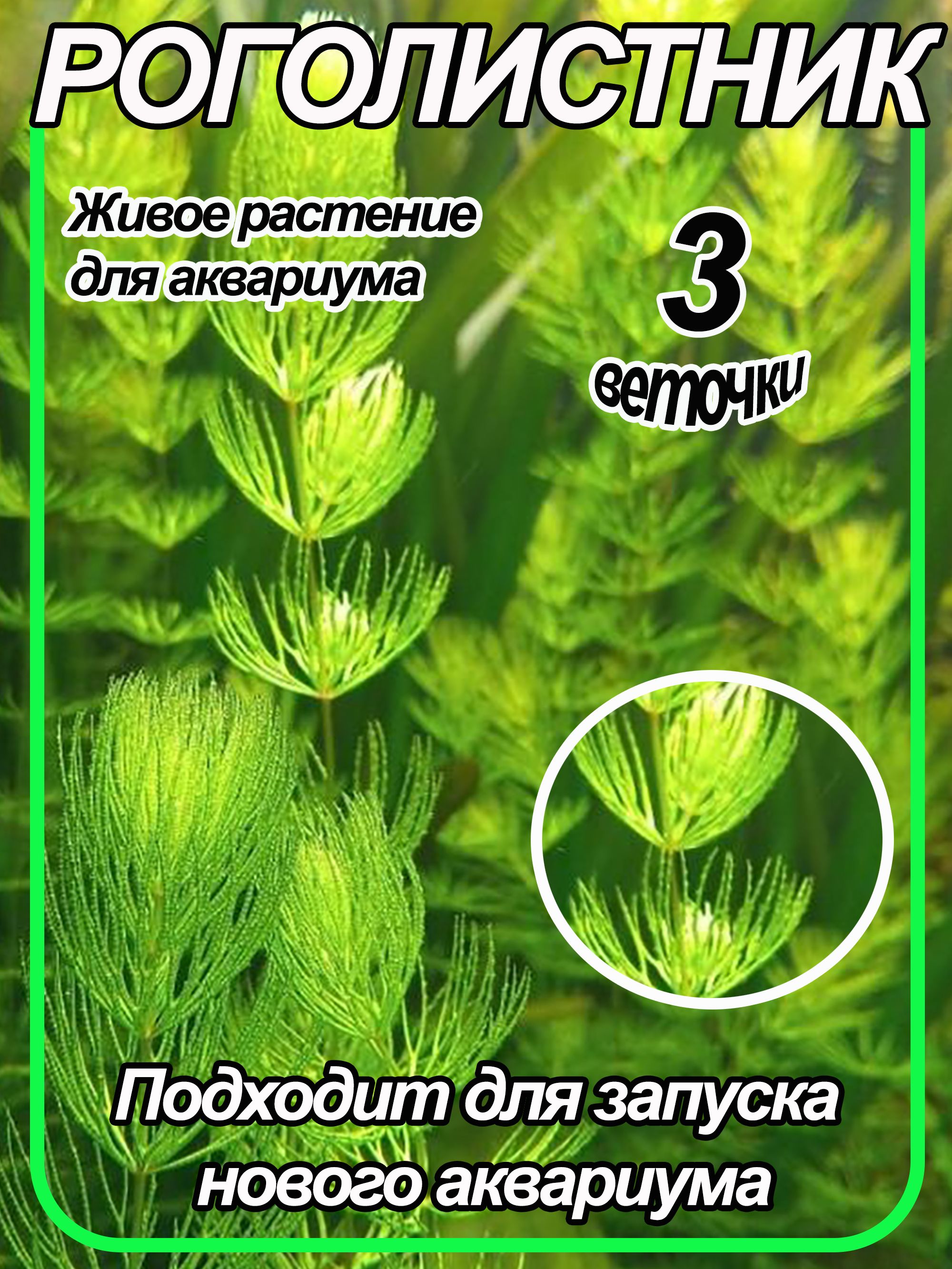 Роголистник Для Аквариума Купить В Москве Недорого