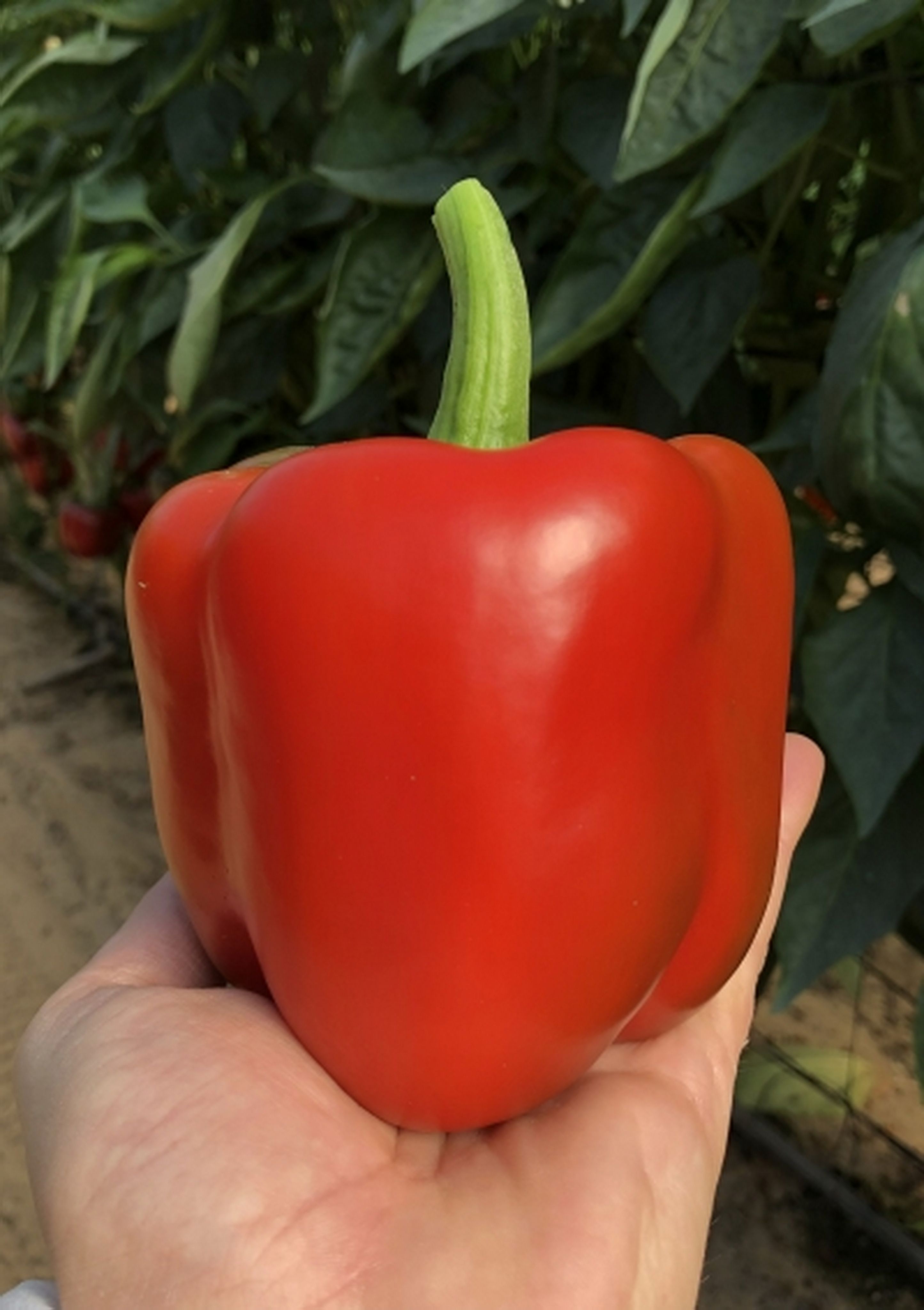 перец в пачке. какаду семена перца ф1 гавриш низкорослые. перец в упаковке. гибрид перца ф1. перец чили мини тайский.