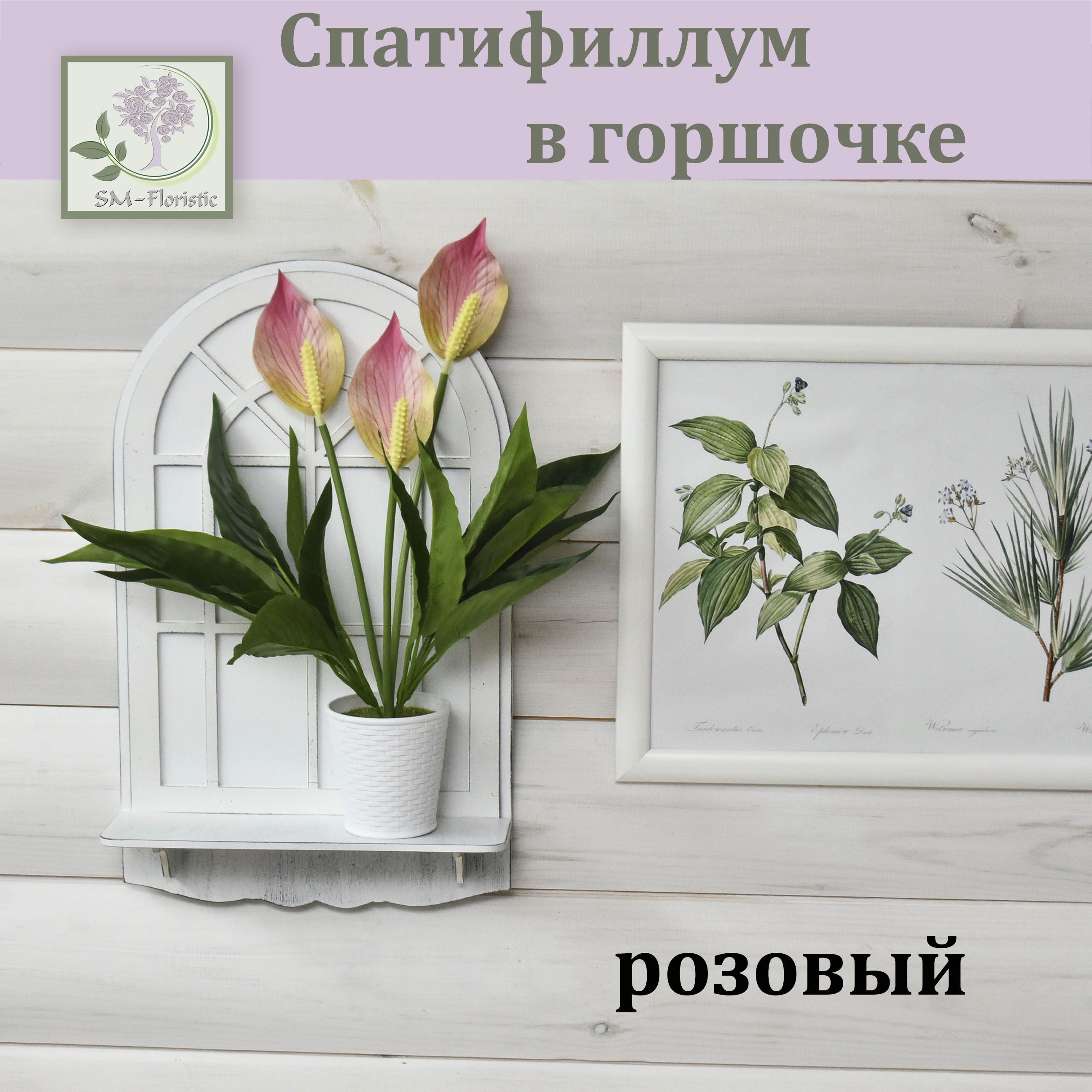 Спатифиллум розовый
