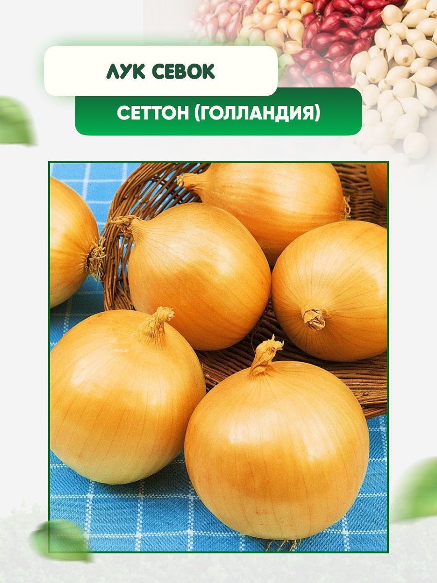 Лук Сеттон Описание Сорта Фото Отзывы Цена