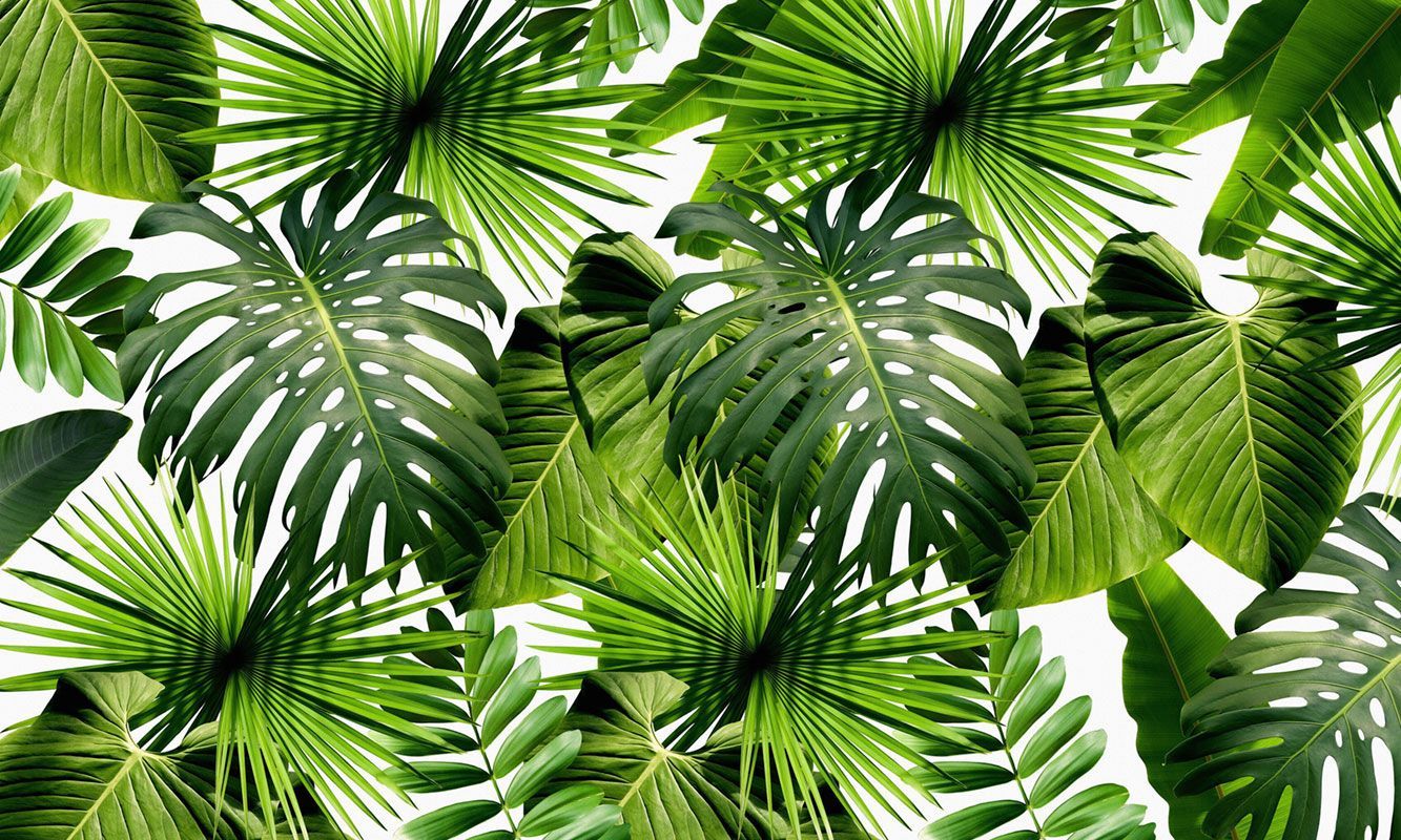 Тропические Листья