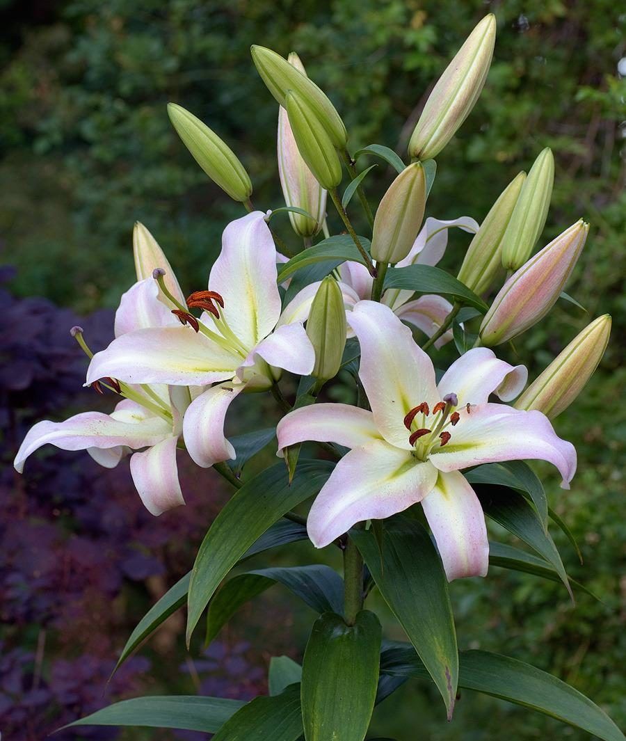 Лилия-дерево претти вумен. Лилии претти вумен ot гибрид. Лилия притти вумен от-гибрид. Лилия pretty woman. Лилия претти вумен.
