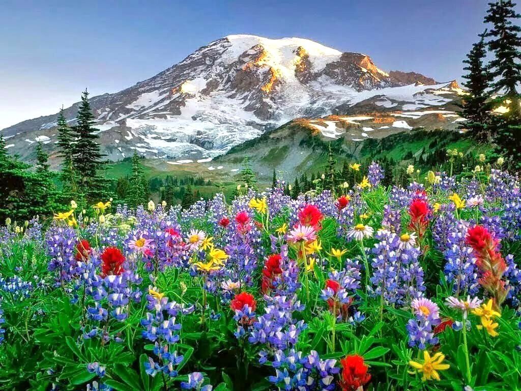 Красивые горы с цветами