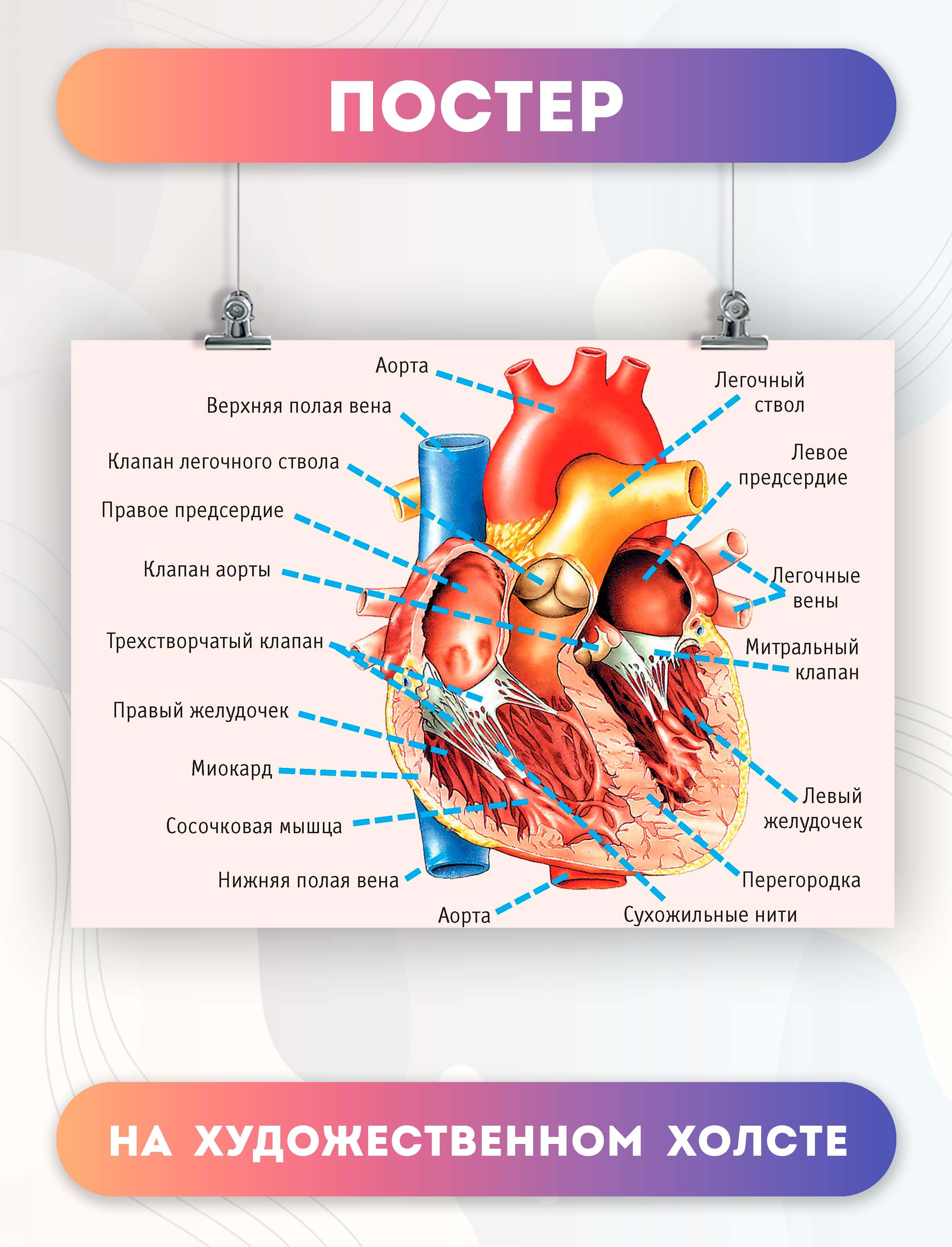 Сердце биология тест. Сердце плакат анатомия. Сердце биология. Сердце биооги.