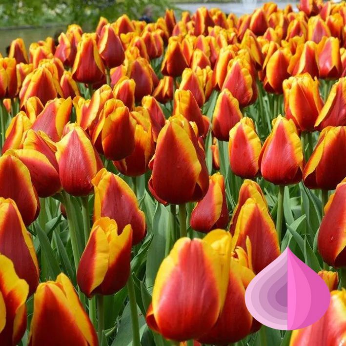 Tulip Trade Event 2019 assortment Фото Jan de Wit en Zonen B.V.