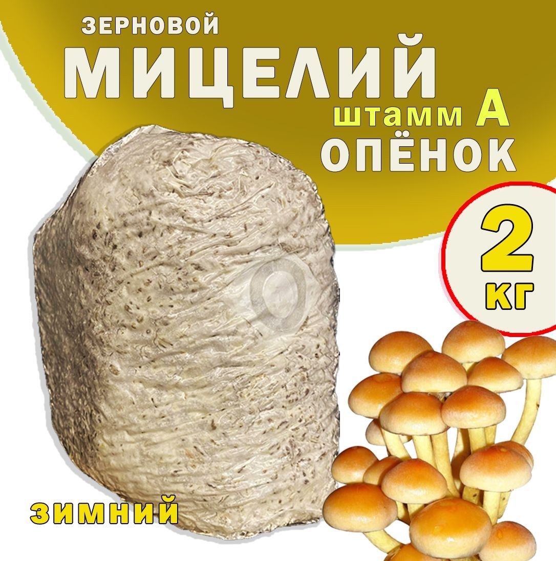 Мицелий грибов опенок зимний зерновой (штамм А) - 2 кг. - купить по  выгодным ценам в интернет-магазине OZOZN (980684649)