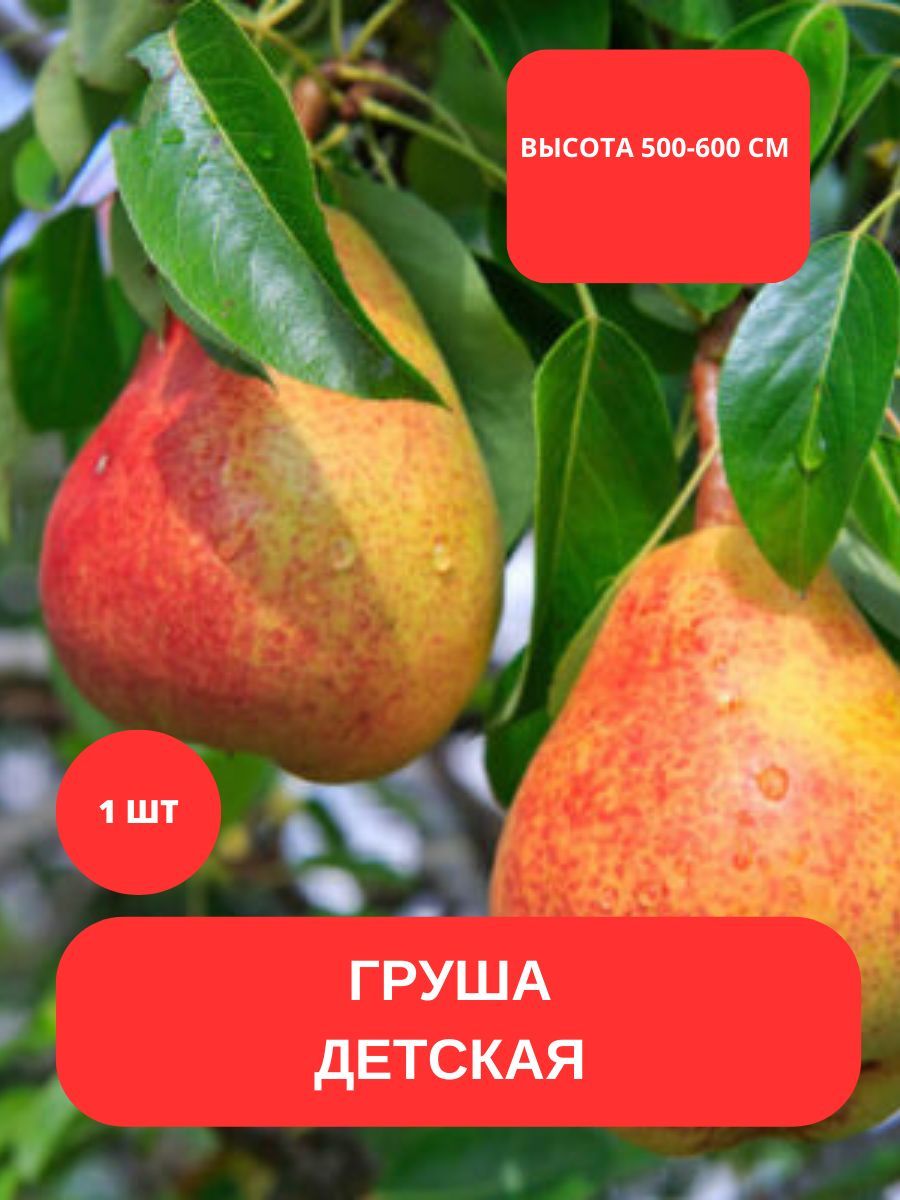 Особенности подкормки и удобрений