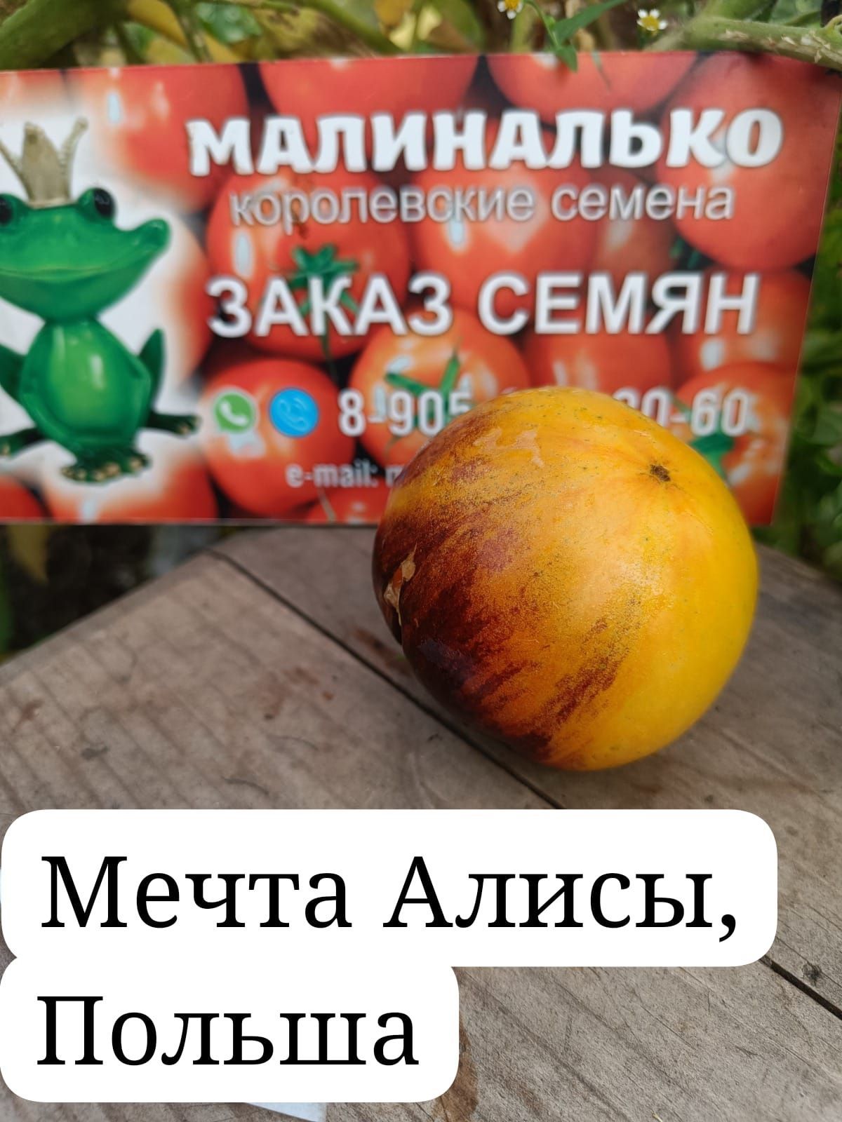 Купить Семена Томатов Мечта Алисы