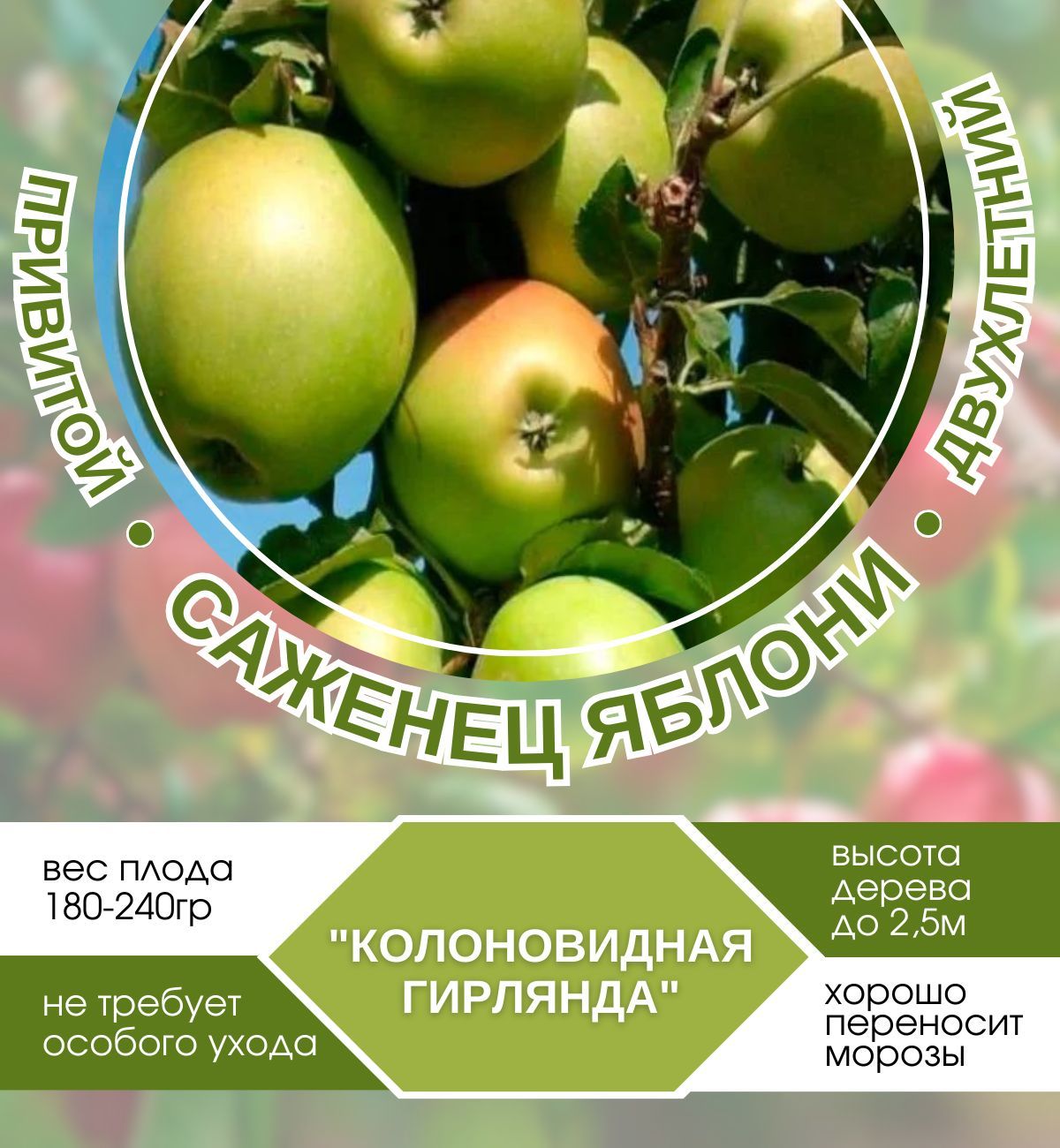 Колоновидная Яблоня Гирлянда Описание Фото Отзывы