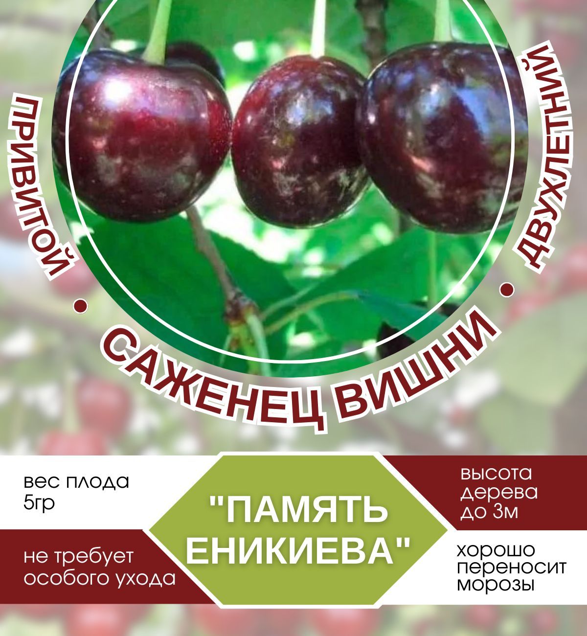 Купить Вишня "Память Еникеева" Садоград 1летние саженцы - интернет-магазин Садог