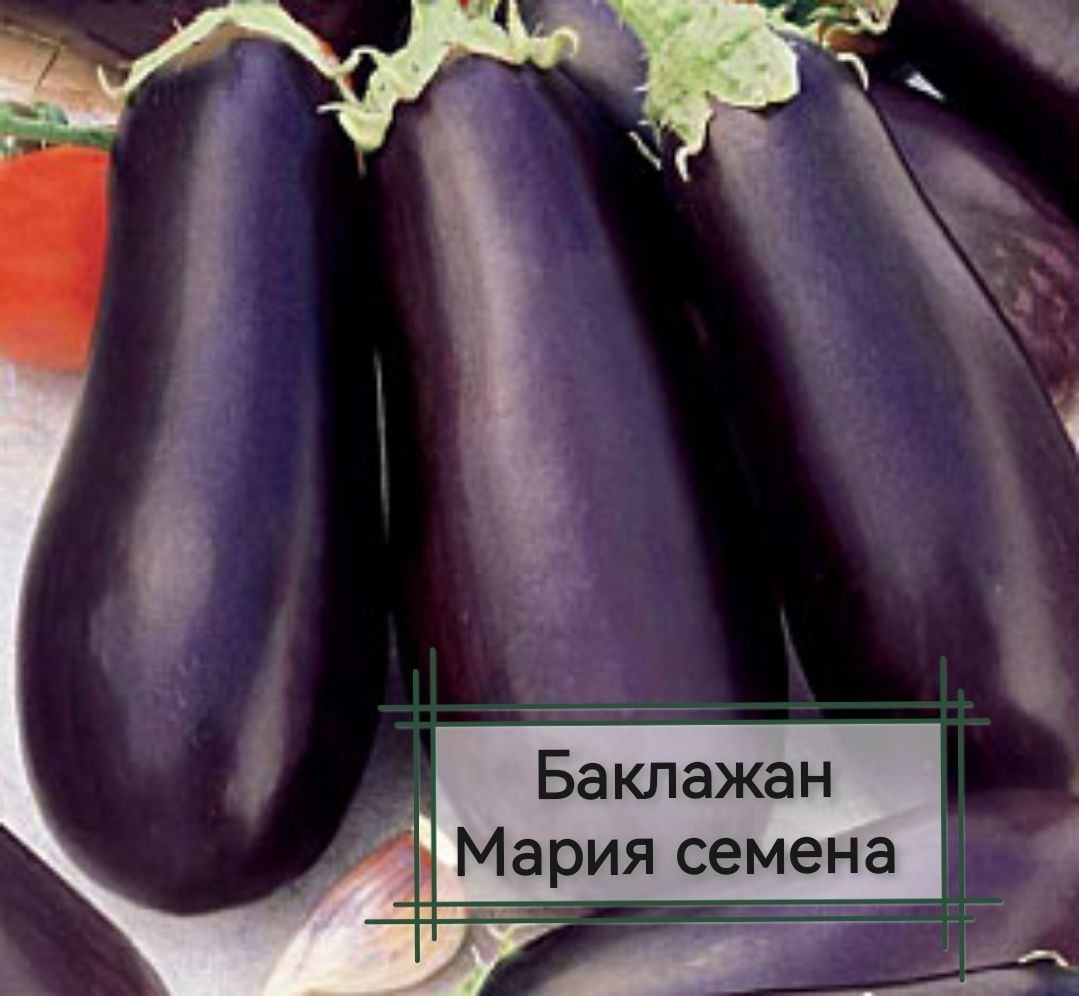 Баклажан нн