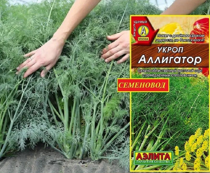 Секреты высокой результативности зелёных культур