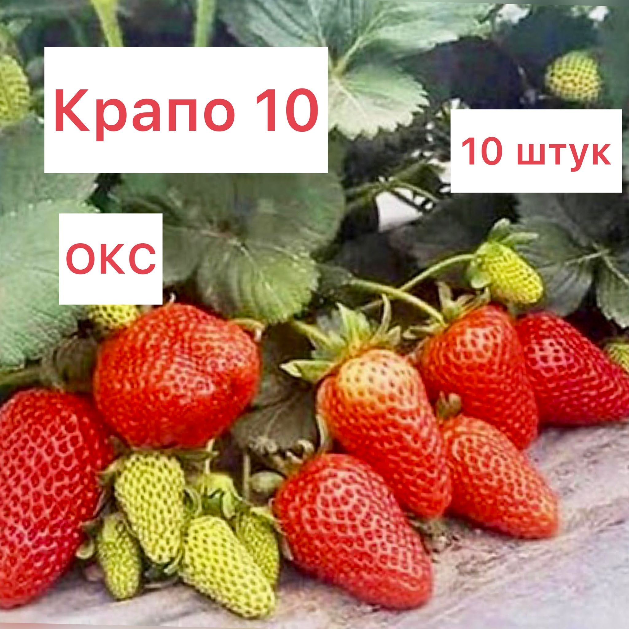 Крапо 10 клубника описание сорта отзывы