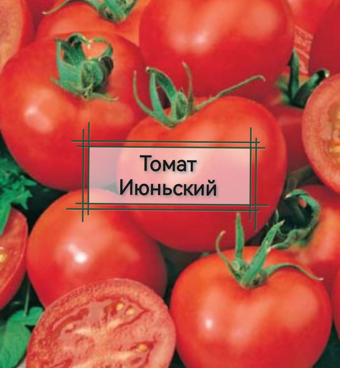 Томат июньский. Томат июньский