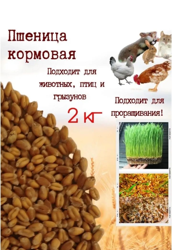 Пшеница корм. Пшеница кормовая. Зерновые злаковые корма. Зерна для птиц. Зерновой корм для птицы.