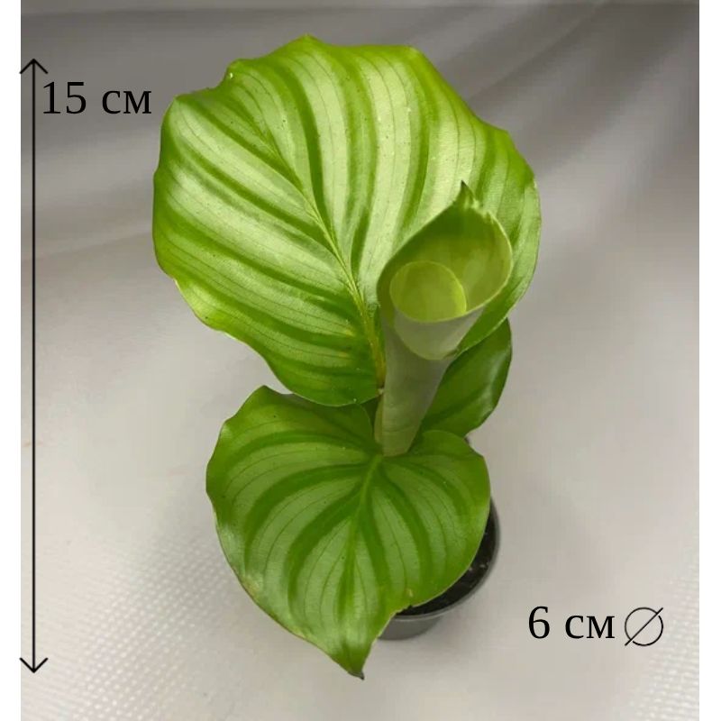Калатея Орбифолия 6/15