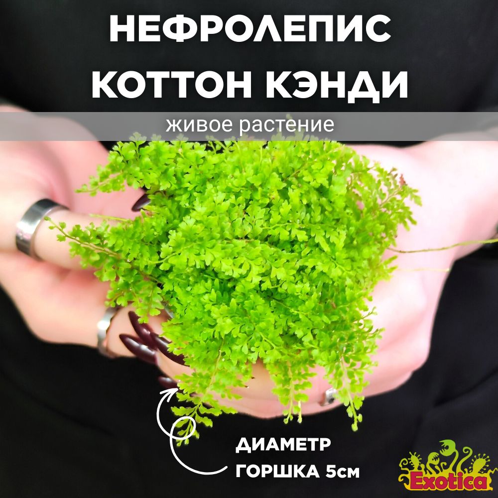 Нефролепис Коттон Кэнди (Nephrolpis Exaltata Cotton Candy) D6см