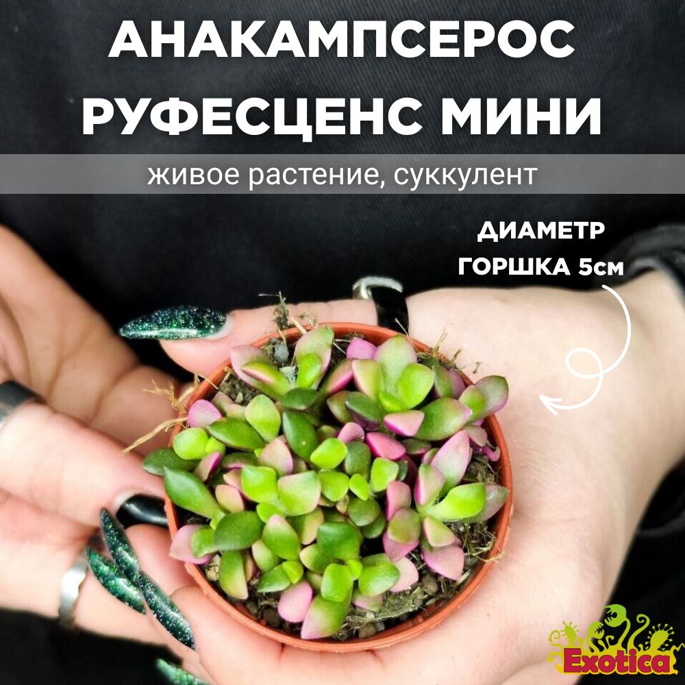 Анакампсерос Руфесценс Санрайз Мини (Anacampseros Rufescens Sunrise Mini)