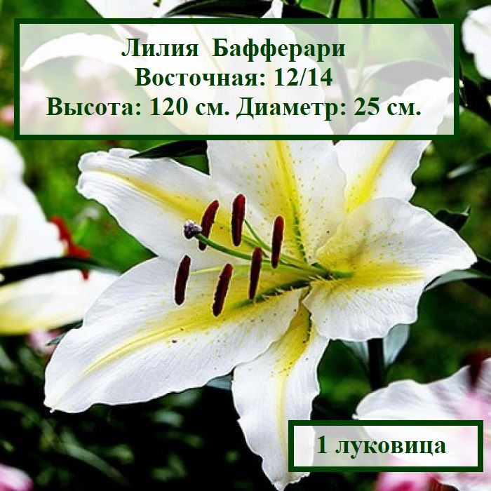 Купить Луковицы Лилий В Магазинах Москвы