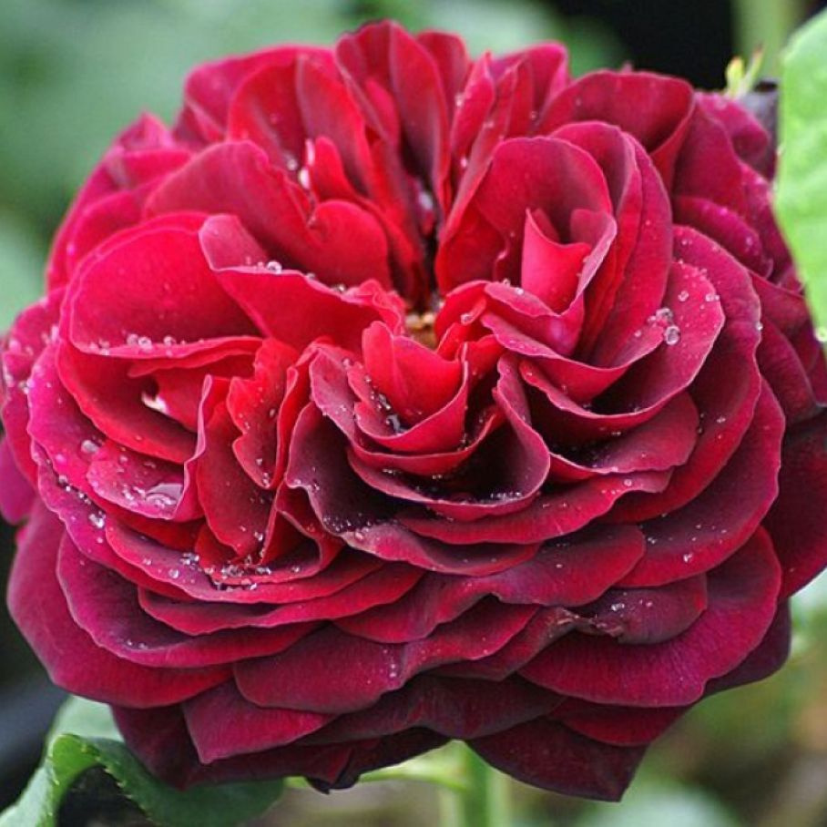 Роза астрид графин фон харденберг кустарниковая тантау