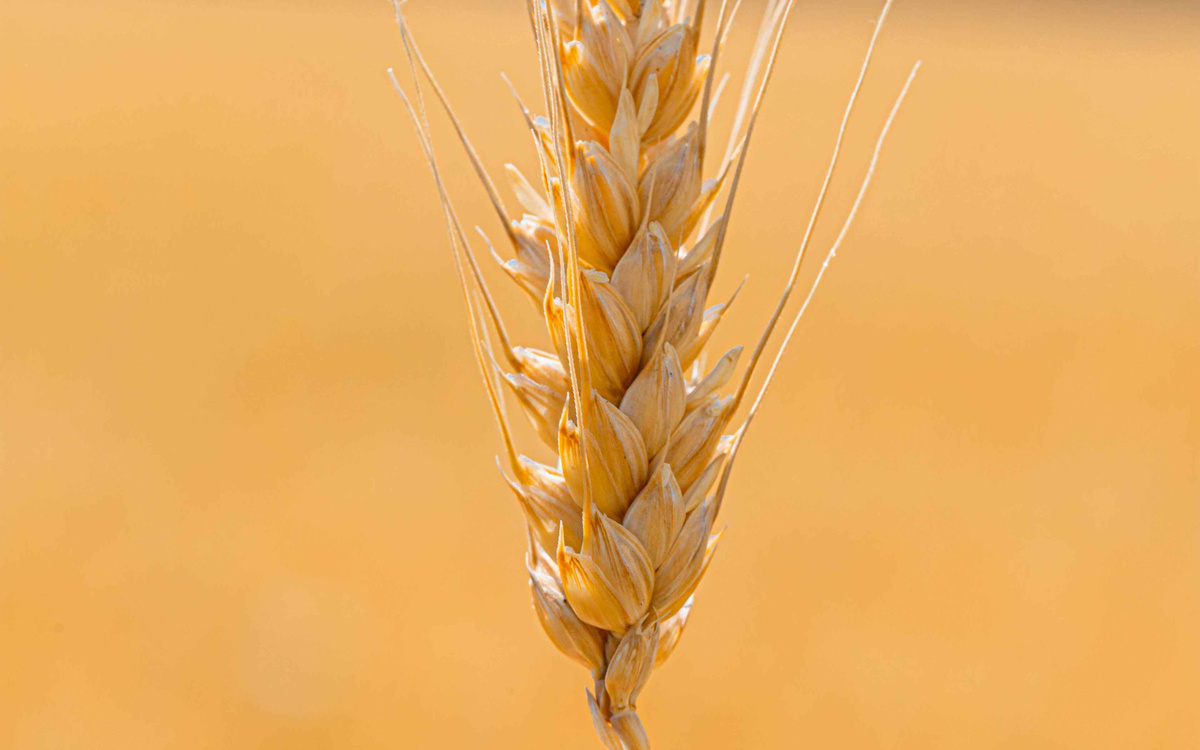 колосок пшеницы фото