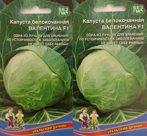 Капуста валентина описание сорта фото отзывы Уральский дачник Валентина 2 упаковки - купить по выгодным ценам в интернет-мага