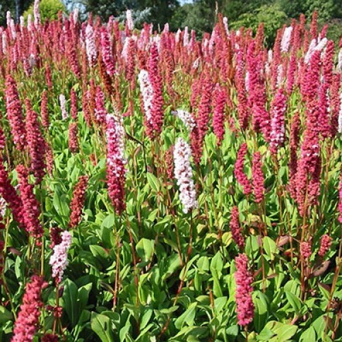 Горец метельчатый куст. Цвет горец. Цвет горец. Персикария darjeeling red. Цвет горец.