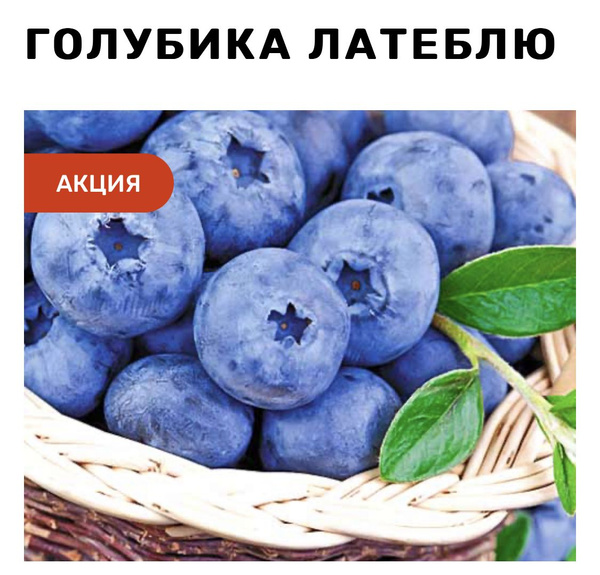 Голубика Голубика - купить по выгодным ценам в интернет-магазине OZON ...