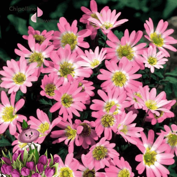 Анемоны BLANDA PINK STAR (10 луковиц) купить на OZON по низкой цене ...