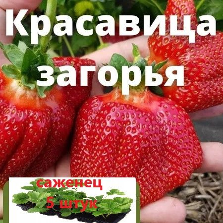 Клубника "Красавица Загорья" 5 штук саженцев в кассетах - купить с ...