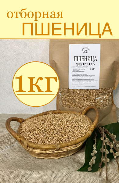 Отборная пшеница 1кг для проращивания, микрозелень, ростки пшеницы ...