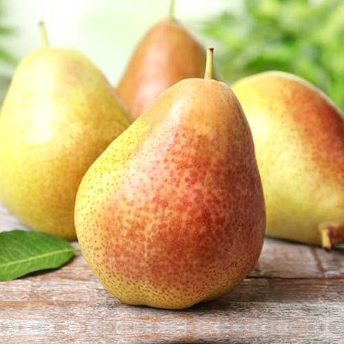 Саженец груши - купить с доставкой по выгодным ценам в интернет ...