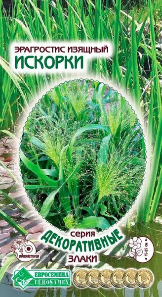 Ковыль Евросемена Эрагростис изящный ИСКОРКИ - купить по выгодным ценам ...