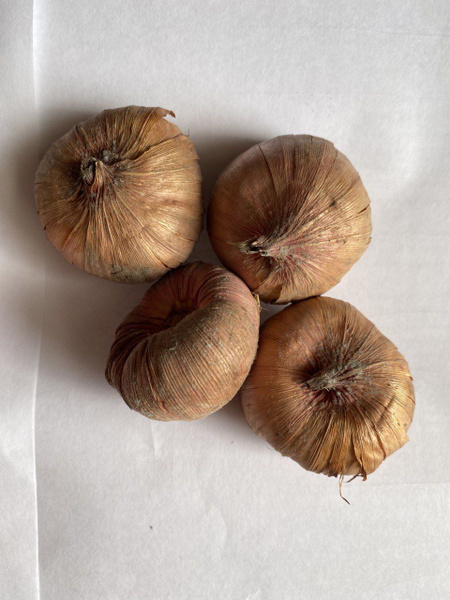 Пион древовидный Сестры Киао (Paeonia Suffruticosa Hua er qiao ...