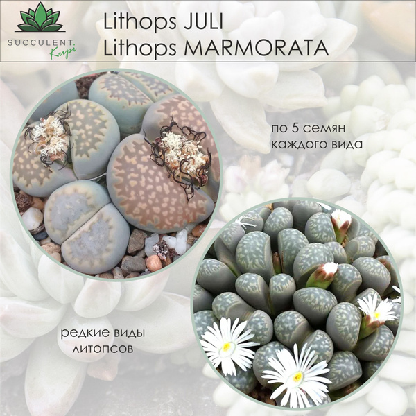 Литопсы (Живые камни) Lithops. - купить по выгодным ценам в интернет ...