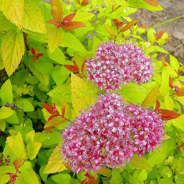 Саженец Спирея японская Голдфлейм Spiraea japonica Goldflame - купить с ...