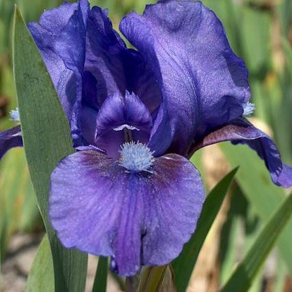 Луковицы Ирисы Green Sad купить по выгодной цене в интернет-магазине ...