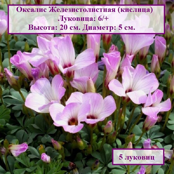 Оксалис (кислица) Железистолистная (5 луковиц) купить на OZON по низкой ...
