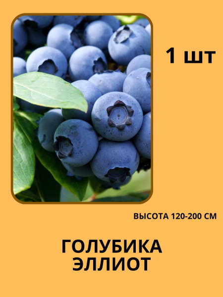 Клубни купить по выгодной цене в интернет-магазине OZON (1235200944)