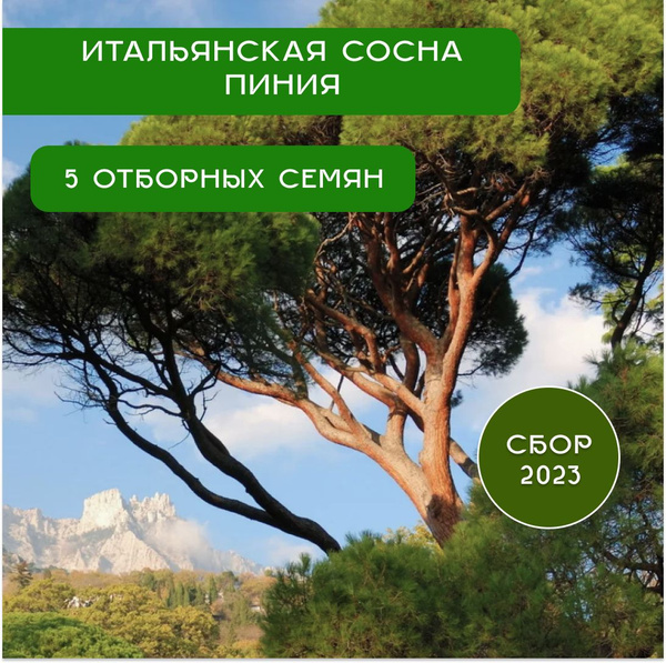 Пальмы - купить по выгодным ценам в интернет-магазине OZON (1220445858)