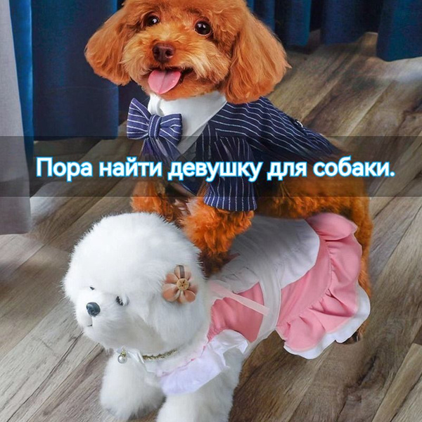 Секс кукла для собак - купить с доставкой по выгодным ценам в интернет ...