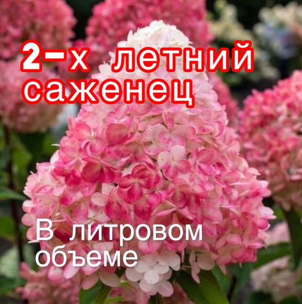 Гортензия метельчатая Пинки Промис 2 года, 1 литр. - купить с доставкой ...